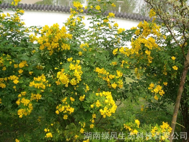 黄花决明